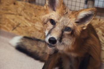Beautiful red fox closeup portrait