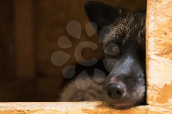 Beautiful black fox closeup portrait