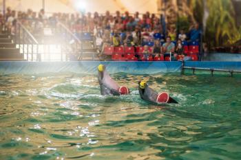 Two dolphins at dolphinarium on performance