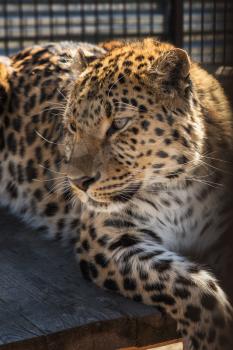 Portrait of the male leopard in a zoo