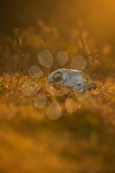 Animal skull in a atumn grass, sunrise morning