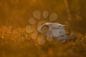 Animal skull in a atumn grass, sunrise morning
