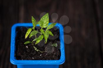 Pepper plant growing in a pot