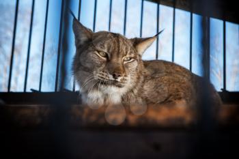 Portrait of the lynx in a zoo