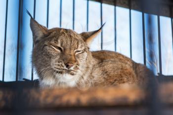 Portrait of the lynx in a zoo