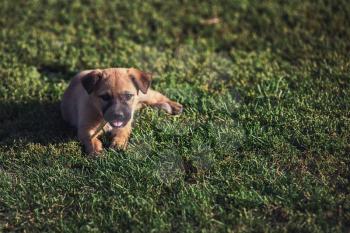 Cute playing puppy dog on a green grass