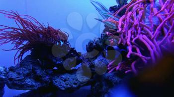 Underwater world in aquarium of oceanarium