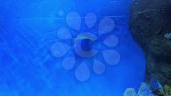 Underwater world in aquarium of oceanarium