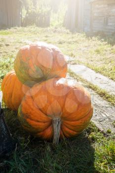 Big orange pumpkin in the garden in sunny warm day