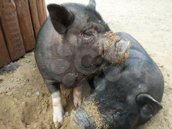 two small black pigs at farm
