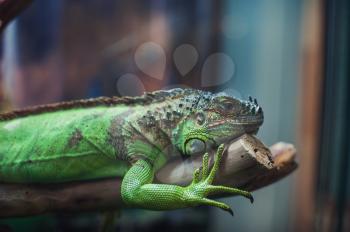 Closeup portrait of iguana on the branch