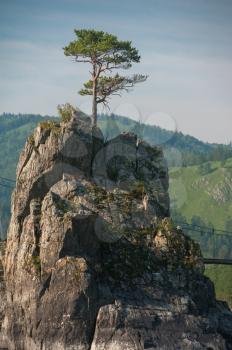 A lonely pine grows through the rocks