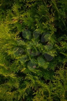 Background texture of thuja branches for a christmas design
