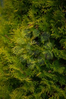 Background texture of thuja branches for a christmas design