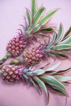 Pineappless flowers on pinlk paper background