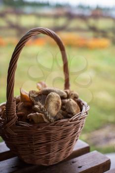 Different mushrooms in the basket