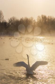 Beautiful white whooping swan swimming in the nonfreezing winter lake on sunset. The place of wintering of swans, Altay, Siberia, Russia.