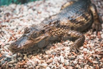 The spectacled caiman (Caiman crocodilus chiapasius) closeup portrait
