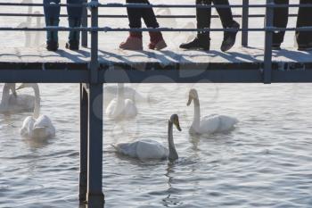 People on the pier watching and feeding beautiful white whooping swans swimming in the nonfreezing winter lake. The place of wintering of swans, Altay, Siberia, Russia.