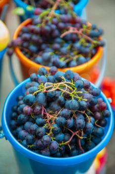 A bucket of freshly picked organic grapes. Harvest concept