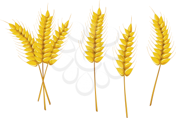 Royalty Free Clipart Image of Ripe Wheat