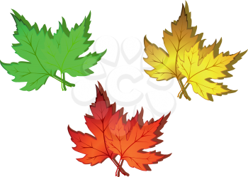 Autumn green, red and yellow leaves for seasonal design