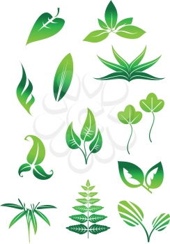 Set of bright green leaves icons and symbols isolated on white background