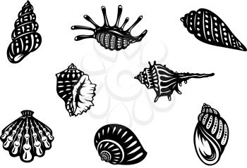 Sea shells and mollusks set isolated on white background