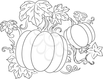 Pumpkins vegetables with leaves for thanksgiving or harvesting design