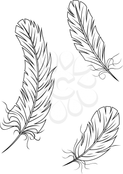 Isolated feathers and quills on white background for medieval or education concept design