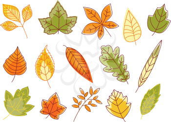 Autumnal colorful leaves set isolated on white background for seasonal design