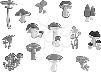 Mushrooms isolated icons. Edible mushroom champignon and chanterelle, woolly milkcap porcini and cep, russule blewit and milk mushroom. Vector set of honey agaric or forest morel and truffle