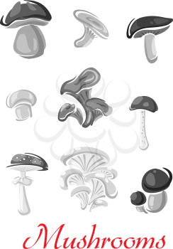 Edible mushrooms icons of chanterelle, woolly milkcap and champignon, forest porcini and cep, russule blewit or milk mushroom. Vector isolated set of poisonous amanita toadstool and honey agaric