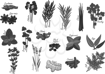 Herbs and spices icons of cardamom and anise star, cilantro or rosemary and tarragon. Seasoning chives, parsley or nasil and lavender, ginger and cinnamon. Sage and peppermint condiments. Vector isola