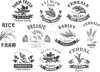 Cereal and grain icons for market or product store. Wheat or rye ears, buckwheat seeds and oat or barley millet flour bag and rice sheaf. Agriculture corn and farm legume beans or pea. Vector isolated