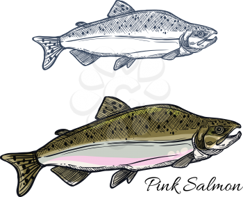 Pink salmon fish sketch. Humpback salmon in spawning phase with gray back and light belly isolated icon for fishing sport, fish market label and seafood packaging design