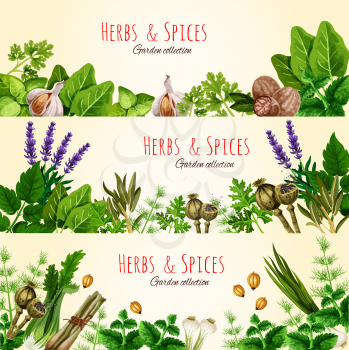 Green herbs and spices cartoon banner set. Basil, mint, parsley, garlic, green onion, dill, fennel, bay, nutmeg, cardamom, poppy and lavender flowers for organic farm, spice shop label design
