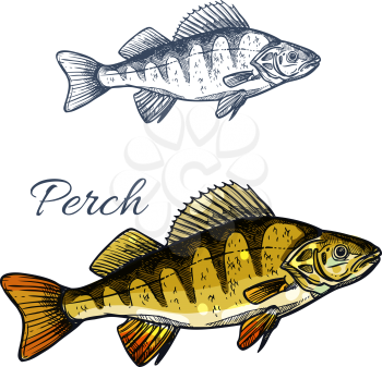 Yellow perch or bass fish sketch. Freshwater perch predatory fish isolated icon for fishing sport symbol, fish market label of seafood restaurant design