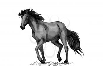 Horse sketch of black arabian stallion. Purebred racehorse or wild mustang walking a trot pace. Equestrian sport and horse racing themes or t-shirt print design