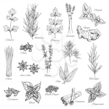Herbs and spices vector cilantro, rosemary, parsley and lavender, ginger, oregano and cloves, chives, anise, dill, tarragon, sage and cardamom, basil and pepper, cinnamon and peppermint sketch