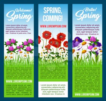Spring flowers vector banners. Floral design for Hello and Welcome Spring holiday greetings. Green grass field of springtime blooming poppy, clover flowers, blue crocuses and chamomile daisy blossoms