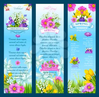 Springtime greetings and wishes vector banners. Hello Spring holiday design of blooming flowers poppy, daffodil or lily and tulips or crocuses. Floral blossoms bunch bouquets on sunny green grass lawn
