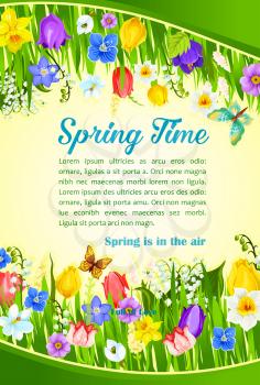 Spring Time greetings and blooming flowers field design. Vector blooming crocuses, spring tulip blossoms, butterfly on narcissus and daffodil petal blossoms for poster with springtime holiday quotes