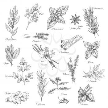 Spices and herbs sketch of vector dill, peppermint or anise and rosemary, bay leaf or lavender and cinnamon, basil or sage, parsley and vanilla or thyme, arugula, oregano or clove and ginger or tarrag