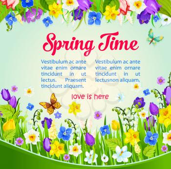 Spring Time vector greeting and wishes poster with flowers on green field and butterflies. Spring is Here quote design of blooming crocuses, tulips, narcissus daffodils or snowdrops and lily blossoms