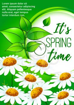 Spring poster floral background. Blooming daisy flowers with round frame of spring plant with green leaves for springtime holidays greeting card or spring sale banner design