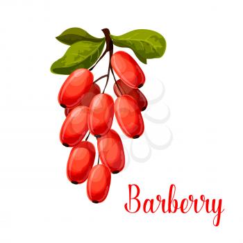 Barberry fruit branch isolated cartoon symbol. Fresh red berry of barberry with green leaves for natural healthy spice and condiments, vegetarian food, asian cuisine themes design