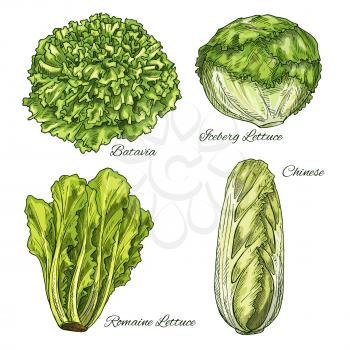 Cabbage and lettuce vegetable sketch. Fresh green bunches of chinese or napa cabbage, romaine, iceberg and batavia lettuce. Leaf vegetable isolated icon for farm market label or healthy food design