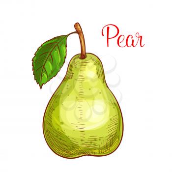 Pear fruit sketch. Sweet juicy green pear with fresh leaf isolated icon for farm market label, fruit drink, dessert or juice menu design