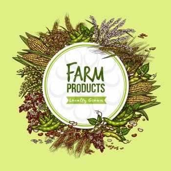 Cereal, vegetable and bean farm product poster. Wheat, rye, soybean pod, corn cob, rice, buckwheat, oat, barley and millet round badge for agriculture harvest and food packaging label design